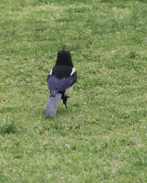 Çimenlerdeki siyah karga