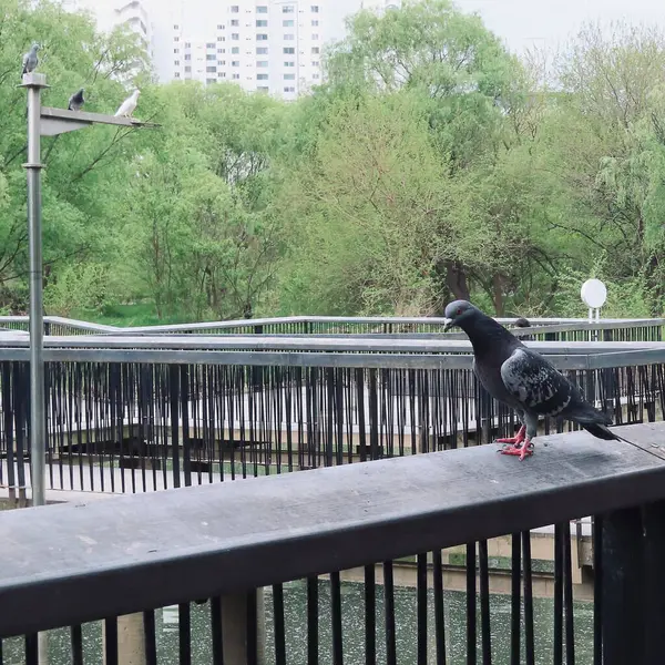 Güvercin Şehir Parkı