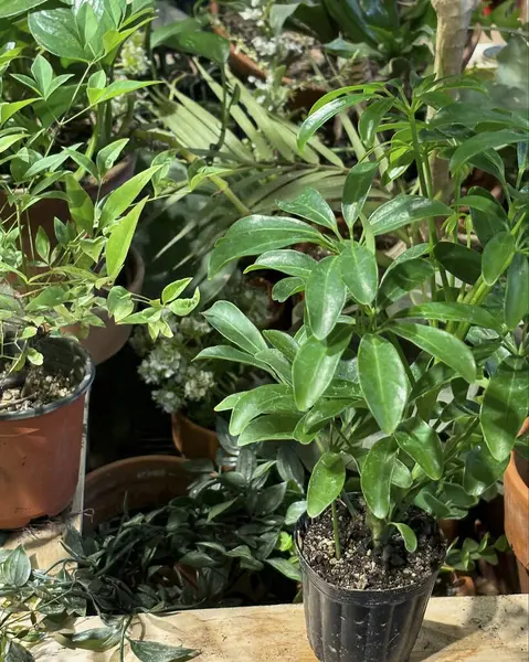 Bahçedeki yeşil bitkiler