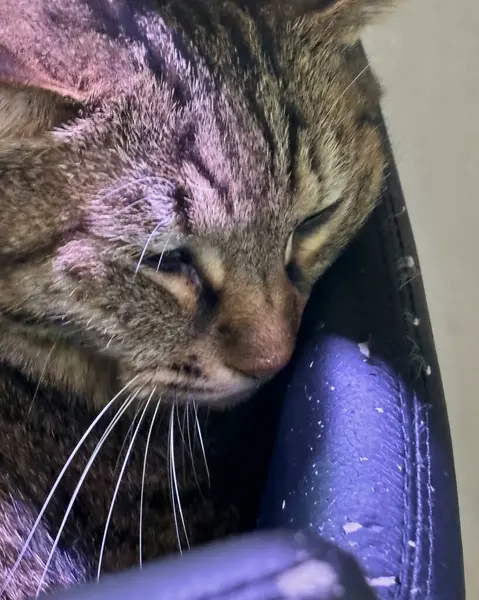 Kedi yerde yatıyor.