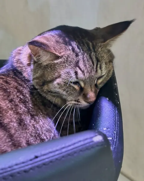 Bir kedi apartmanda sandalyede oturuyor..