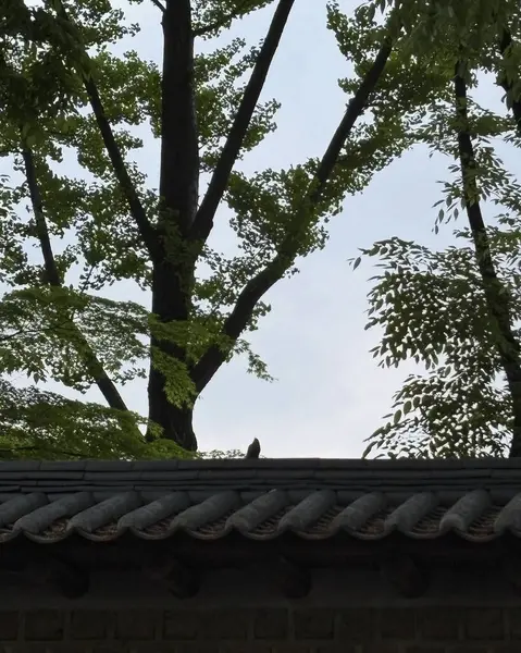 Şehirdeki eski ahşap ev.