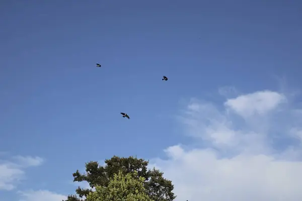 Ağaçtaki güvercin sürüsü