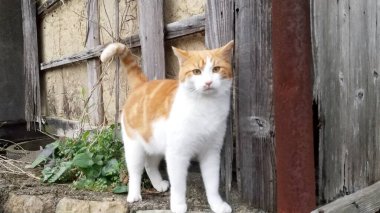 Kedi kameraya bakıyor ve gülümsüyor..