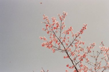 Güzel botanik fotoğrafı, doğal duvar kağıdı.