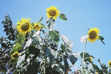 Güzel botanik fotoğrafı, doğal duvar kağıdı.