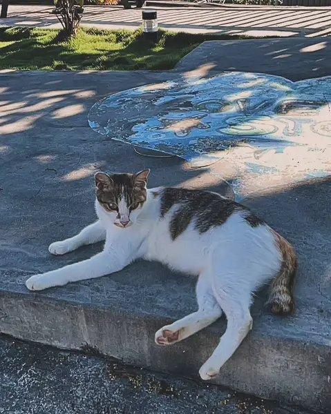 Kedi sokakta yatıyor.