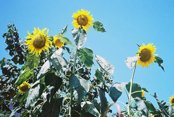 Güzel botanik fotoğrafı, doğal duvar kağıdı.