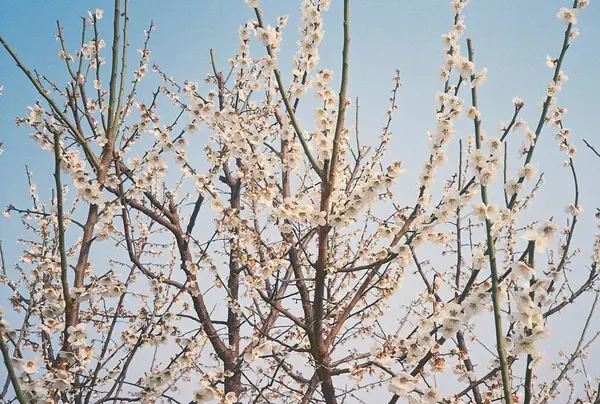 Beyaz çiçekli güzel bahar manzarası
