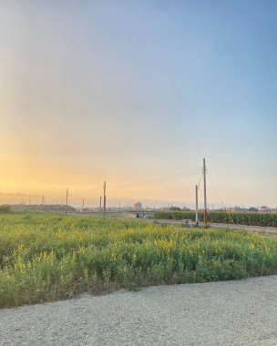 Buğday tarlası olan güzel bir manzara.