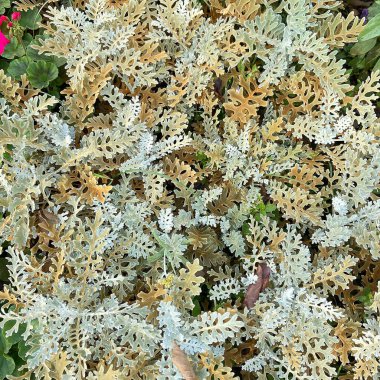 Güzel botanik fotoğrafı, doğal duvar kağıdı.