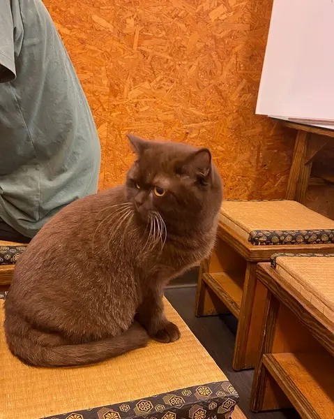 Kedi yerde oturuyor.