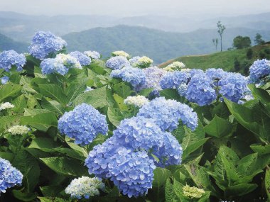 Bahçedeki güzel çiçekler