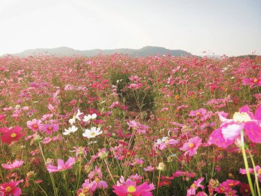 Tarladaki güzel çiçekler