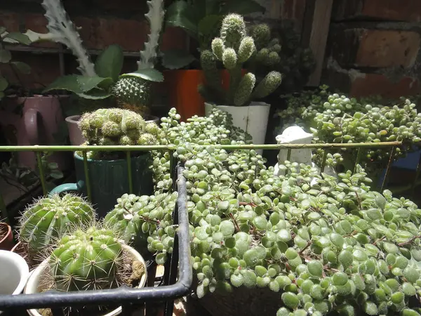 Güzel botanik fotoğrafı, doğal duvar kağıdı.