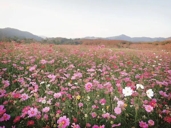 Bahçedeki pembe çiçekler