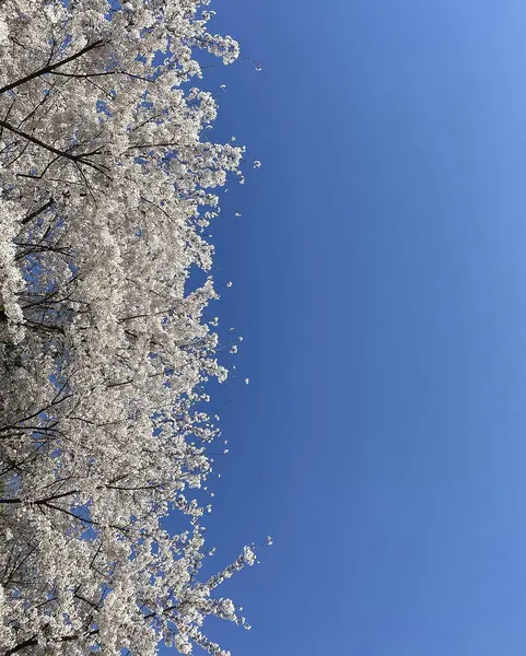 Bahçede güzel bahar çiçekleri
