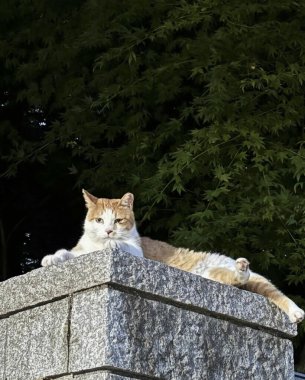 Sokaktaki sevimli kedi.