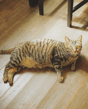 Şirin kedi portresi