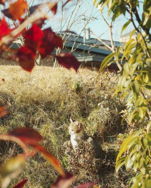 Bahçedeki sevimli kedi.
