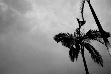 Ağaç dalları, doğa bitki örtüsü.