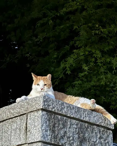 Sokaktaki sevimli kedi.
