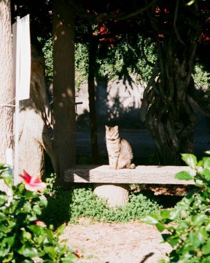 Bahçedeki sevimli kedi.