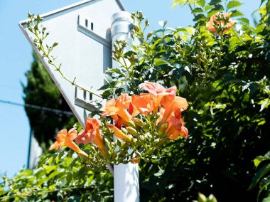 Bahçedeki güzel çiçekler