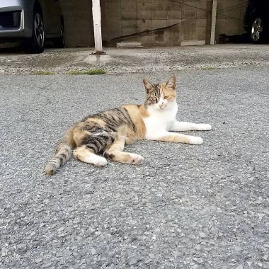 Kedi sokakta oturuyor.