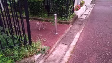 Kedi sokakta oturuyor.