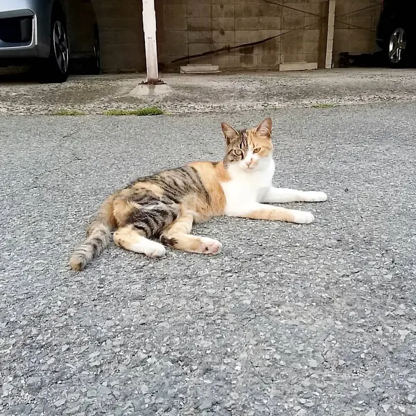 Kedi sokakta oturuyor.