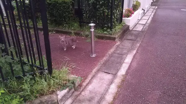 Kedi sokakta oturuyor.