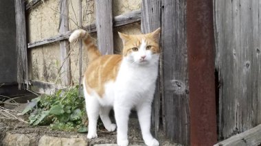 Bahçedeki tüylü beyaz kedi