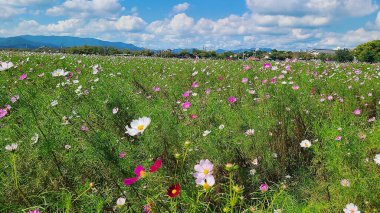 Tarladaki güzel çiçekler