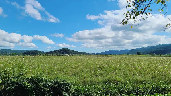Kırsaldaki güzel yeşil alan.