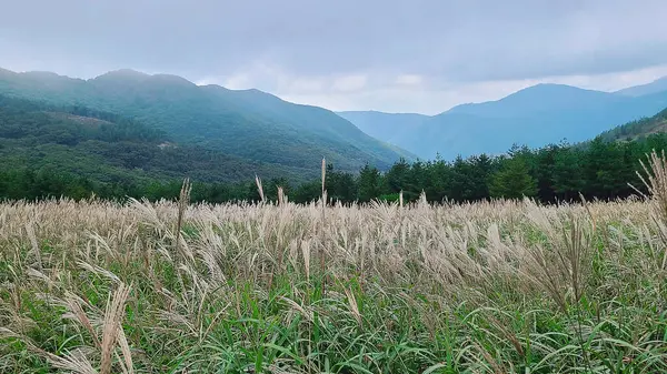 Dağlarda dağları olan güzel bir manzara.