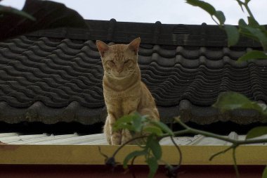Kedi evin çatısında oturuyor.