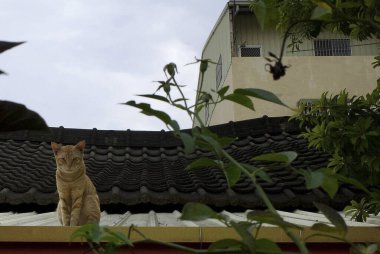 Kedi çatıda oturuyor.