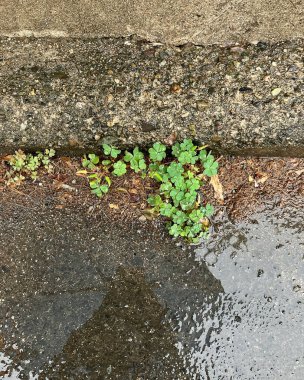 yeşil yapraklar ve su damlaları yere düşer