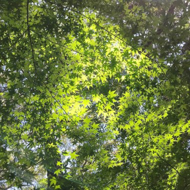 Ormanda güzel yeşil yapraklar