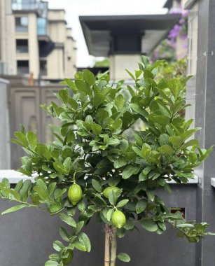 Bahçede yeşil yapraklar