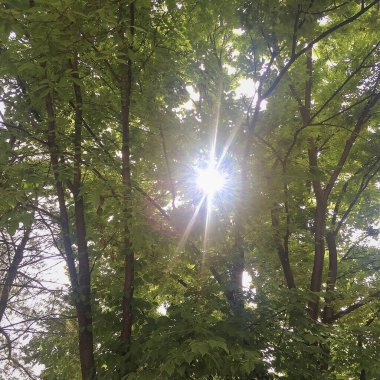 Ormanda güzel yeşil yapraklar