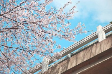 İlkbaharda güzel kiraz çiçekleri