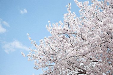 Bahçede güzel bahar çiçekleri