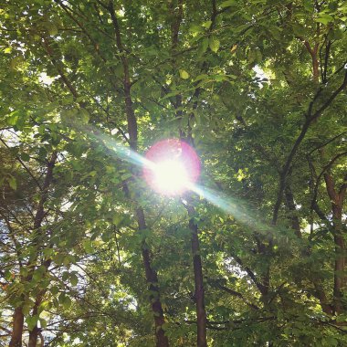 Ormanın güzel manzarası