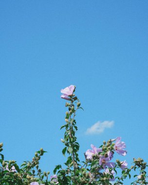 Bahçedeki güzel çiçekler
