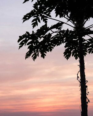 Gün batımına karşı ağaç dalı