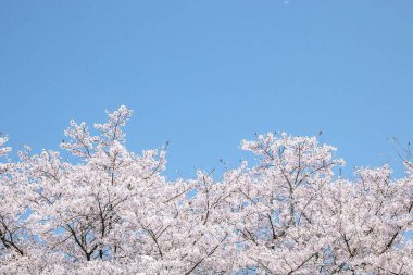 Güzel botanik fotoğrafı, doğal duvar kağıdı.