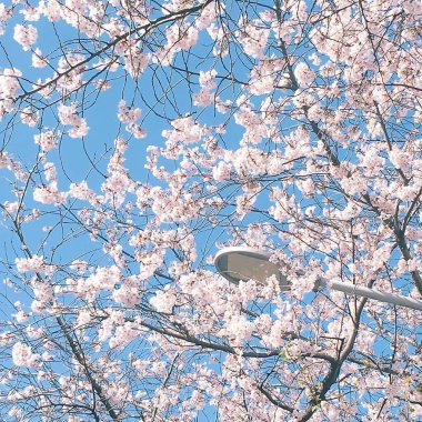 Bahçede güzel bahar çiçekleri