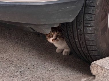 Kedi yerde oturuyor.